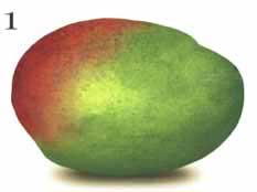 Common Mango - Stage One