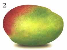 Common Mango- Stage Two