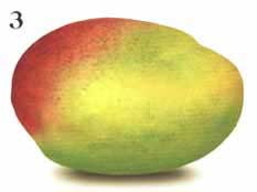 Common Mango - Stage Three