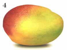 Common Mango - Stage Four