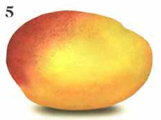 Common Mango - Stage Five